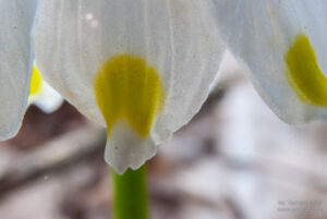 Śnieżycowy Jar - Śnieżyca wiosenna - Leucoium vernum / fot. Tomasz Koryl