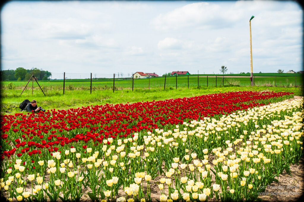Pola tulipanów w Chrzypsku Wielkim
