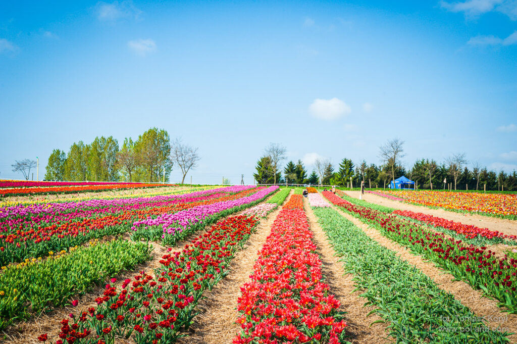 Plantacja tulipanów