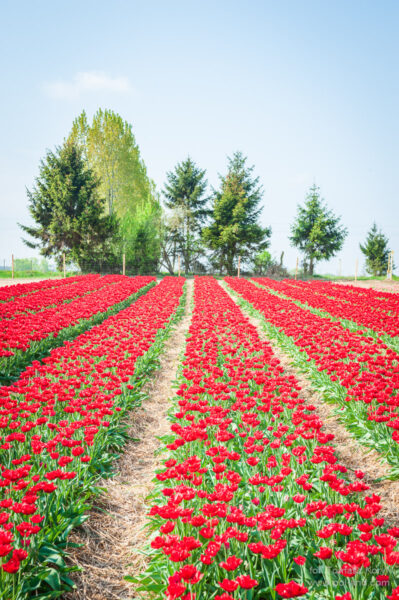 Plantacja tulipanów Chrzypsko Wielkopolska